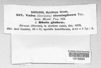 Valsa ceratophora image